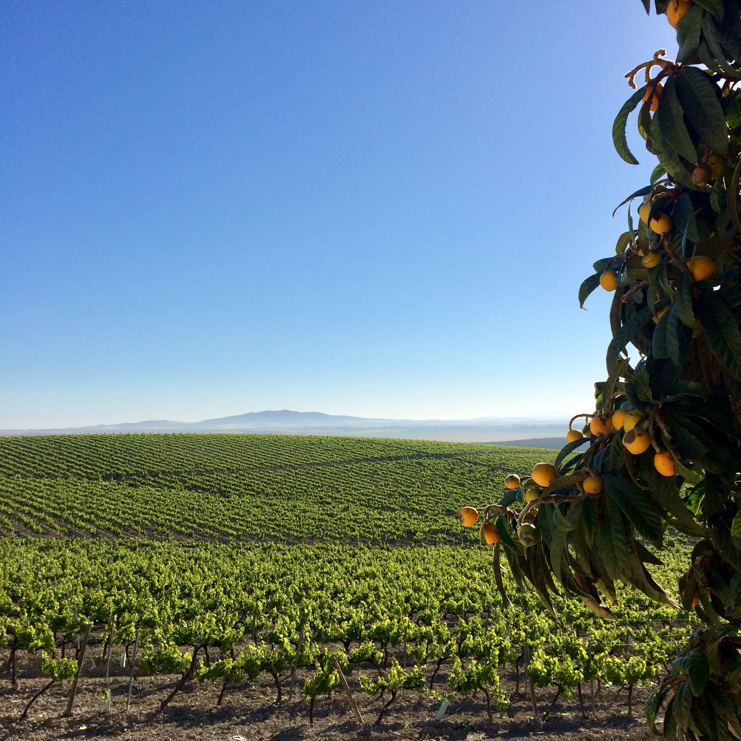 A view of the vineyards in Jerez de la Frontera stretching into the distance