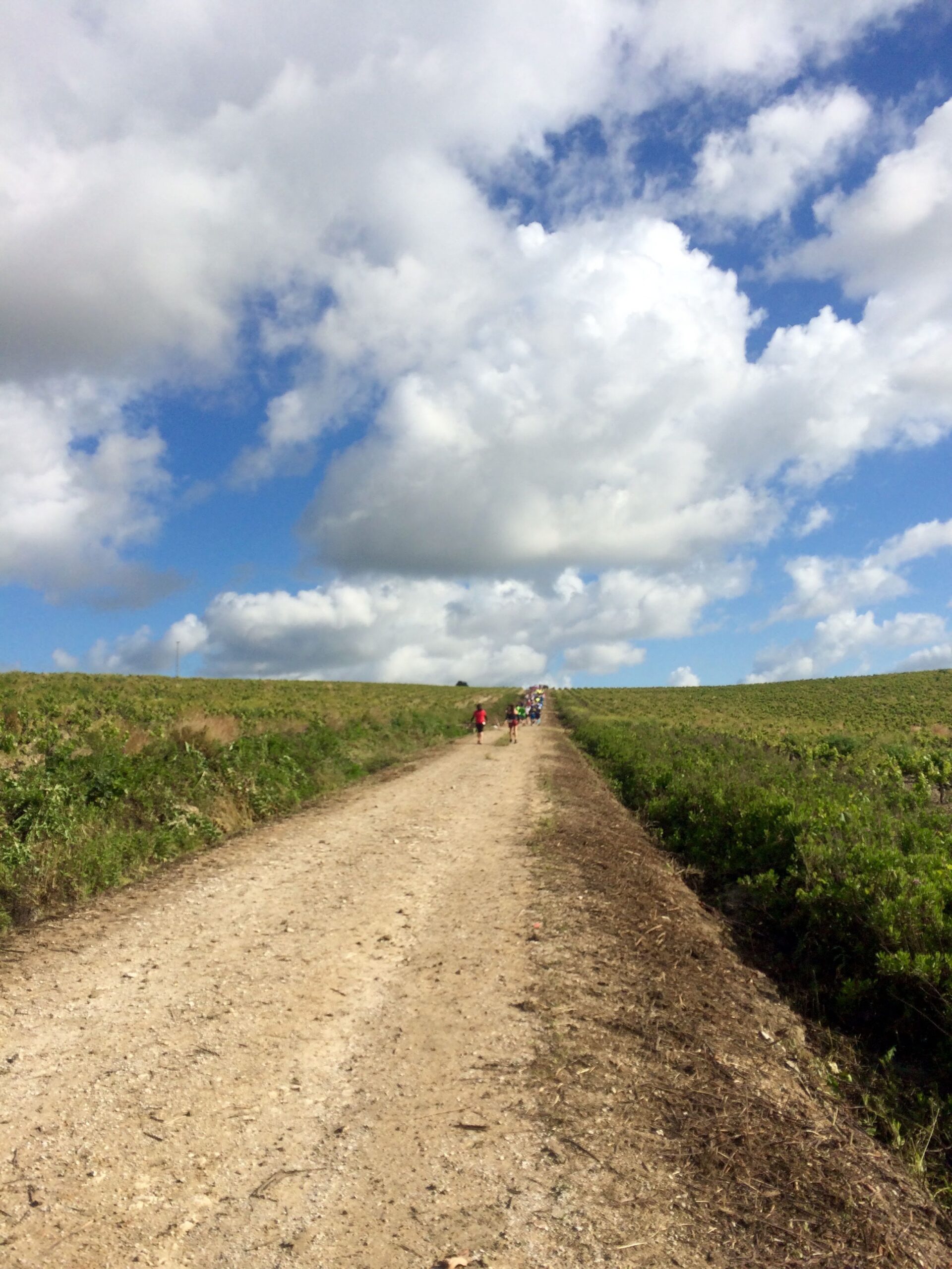 An uphill path during the Sherry Marathon in Jerez de la Frontera with vines each side of the dusty path