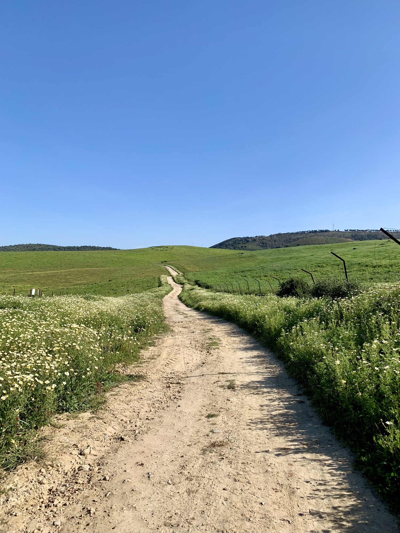 A long and winding dirt track between fields of grain on the Via Serrana