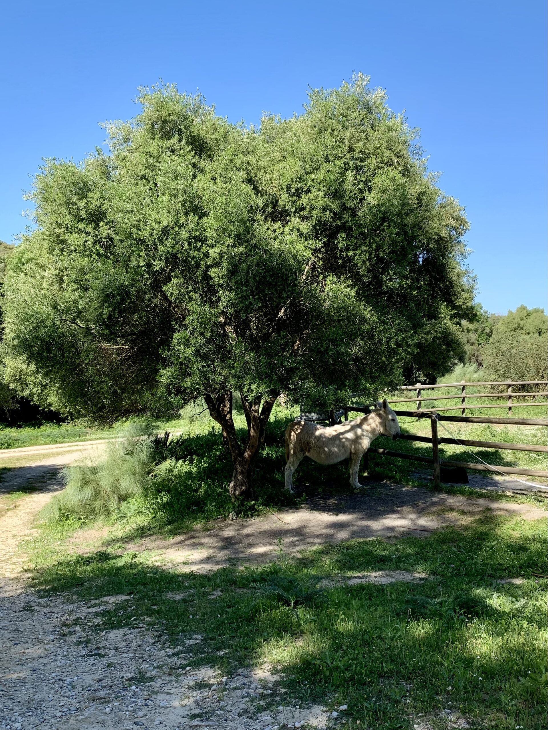 A white donkey standing underneath a tree