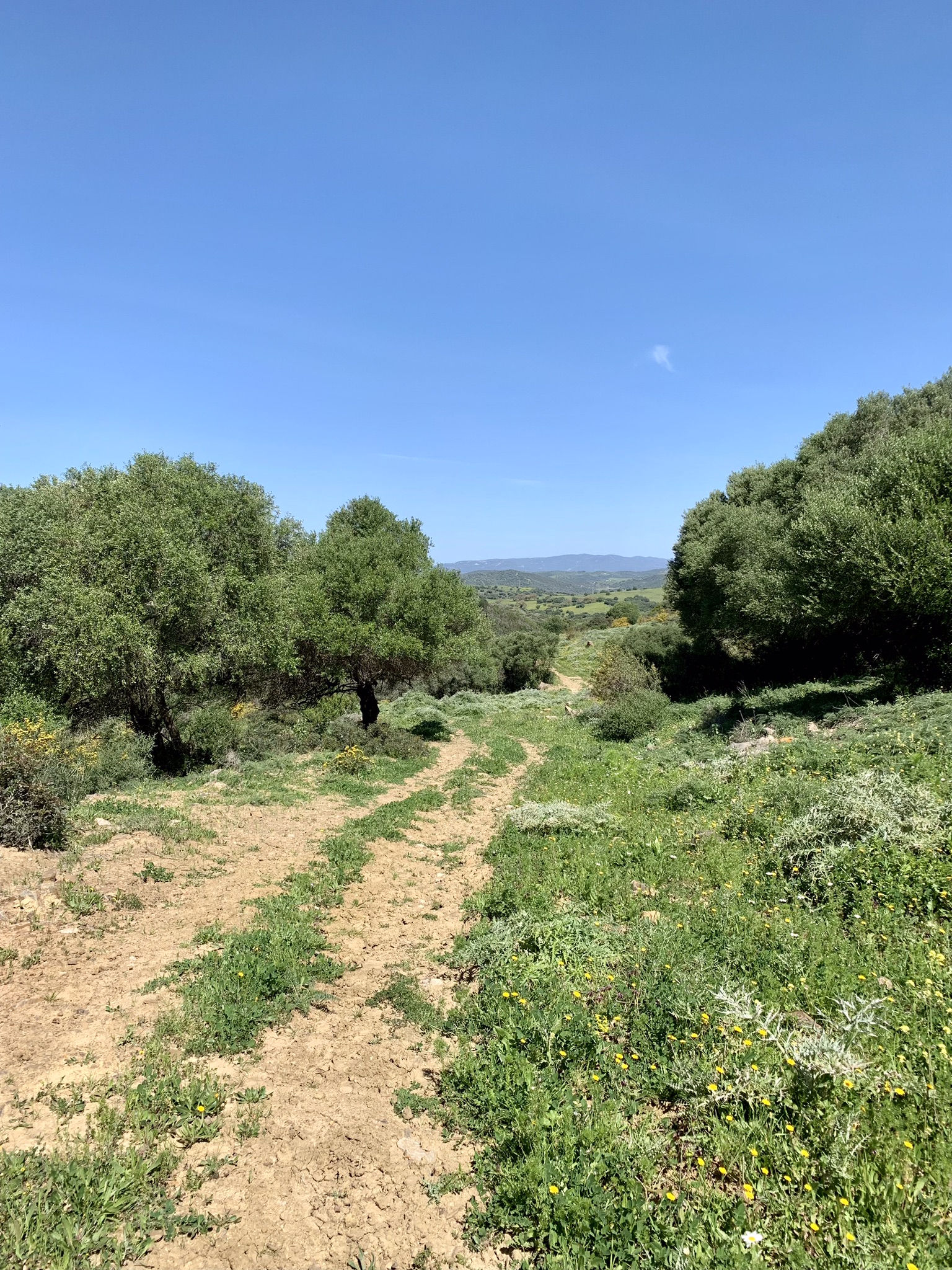 A rocky dirt path going downhill between trees on the Via Serrana
