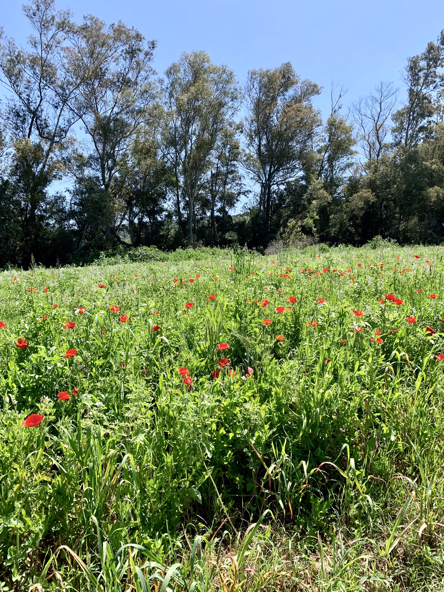 A field of spring flowers including poppies in Andalucia