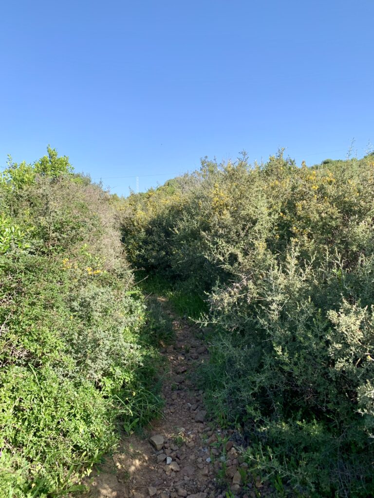 A narrow rocky path surrounded by gorse bushes and shrubs on the Via Serrana