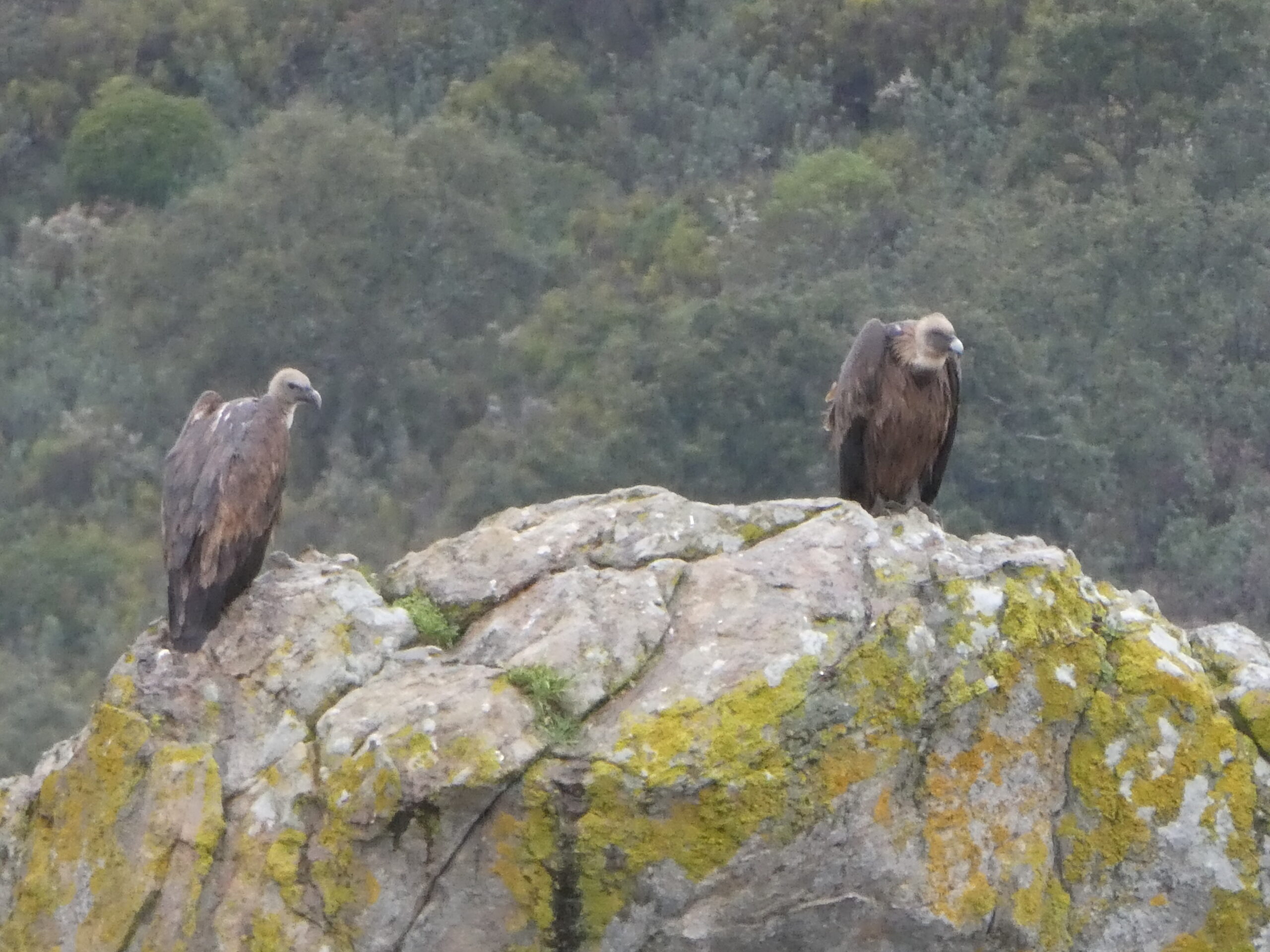 Vultures near Jimena de la Frontera