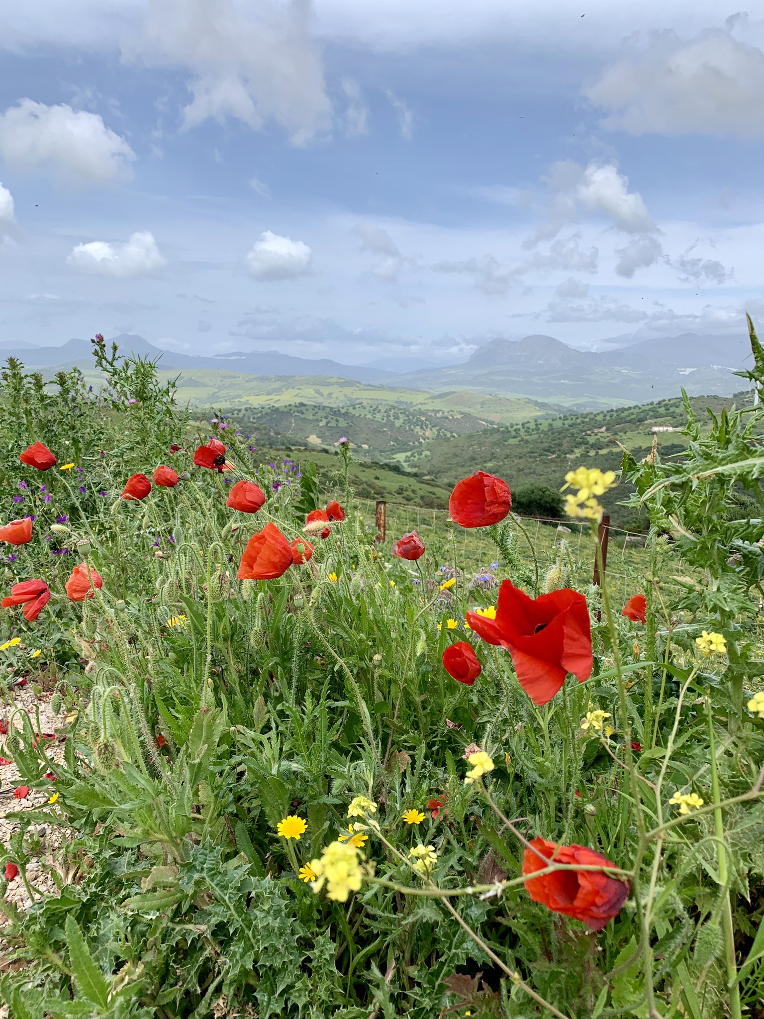 Spring flowers on stage two of the Via Serrana between San Martin del Tesorillo and Jimena de la Frontera
