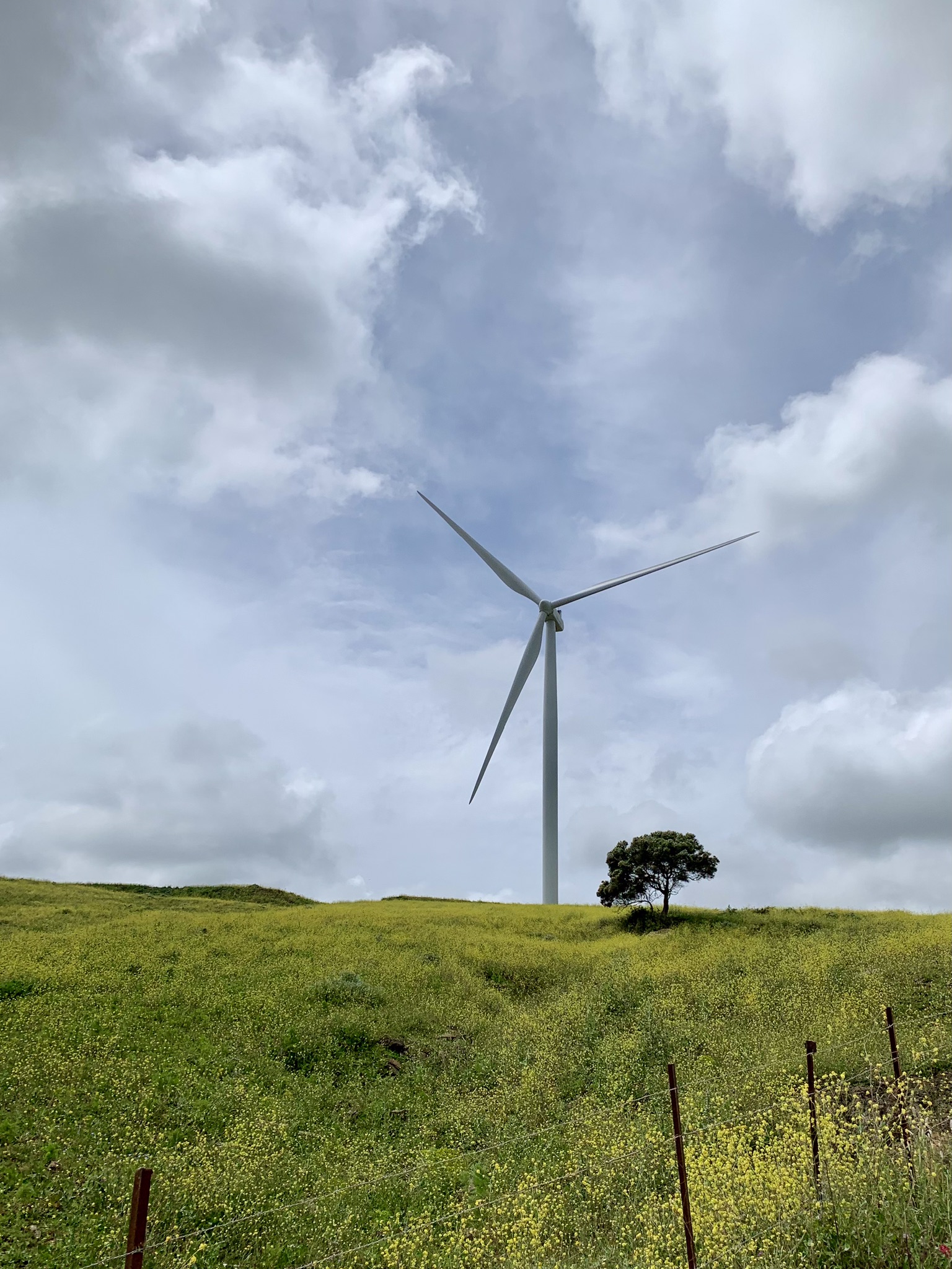 A wind turbine in the El Tesorillo wind farm next to a tree