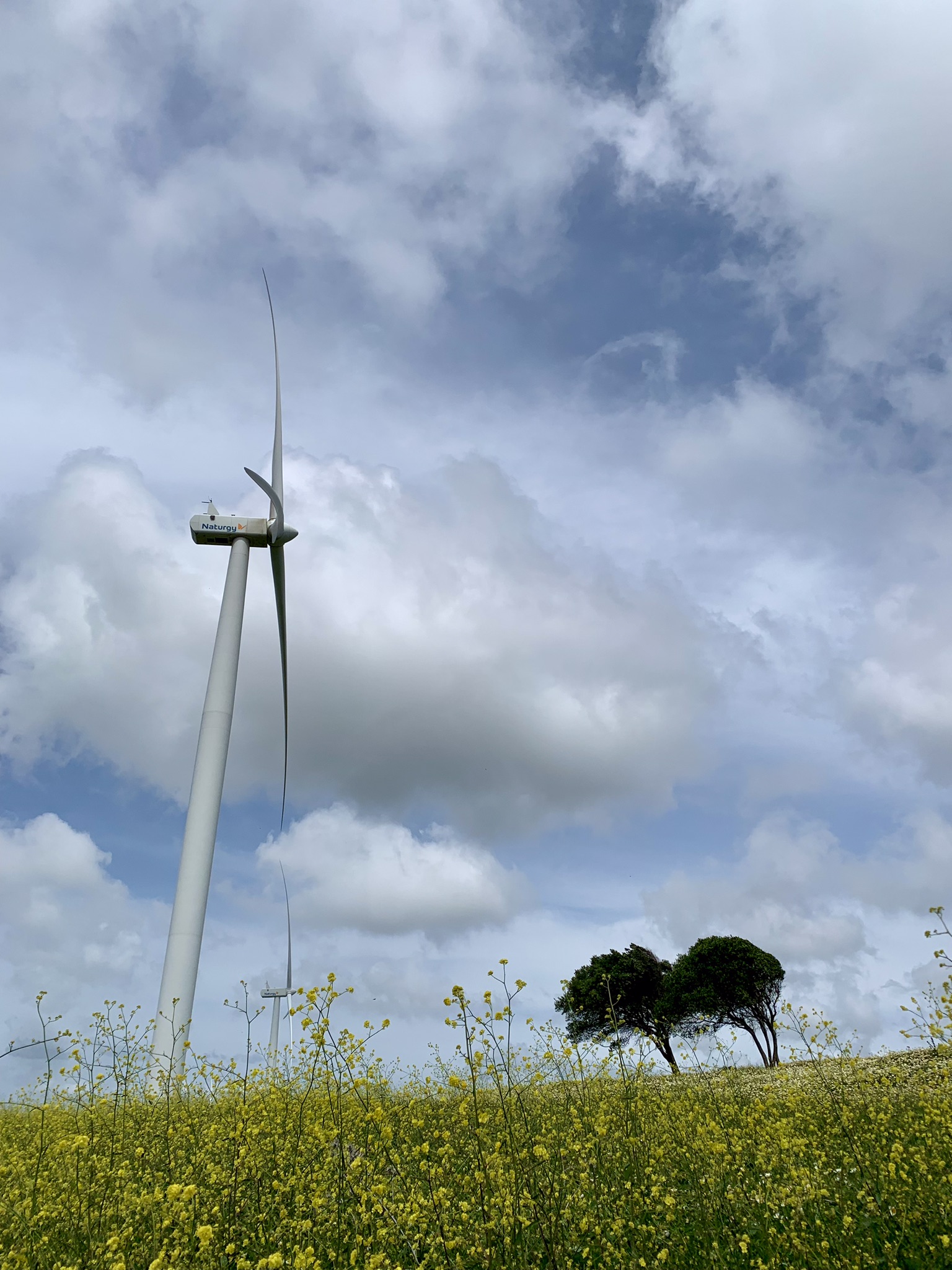 A wind turbine in the El Tesorillo wind farm next to two trees