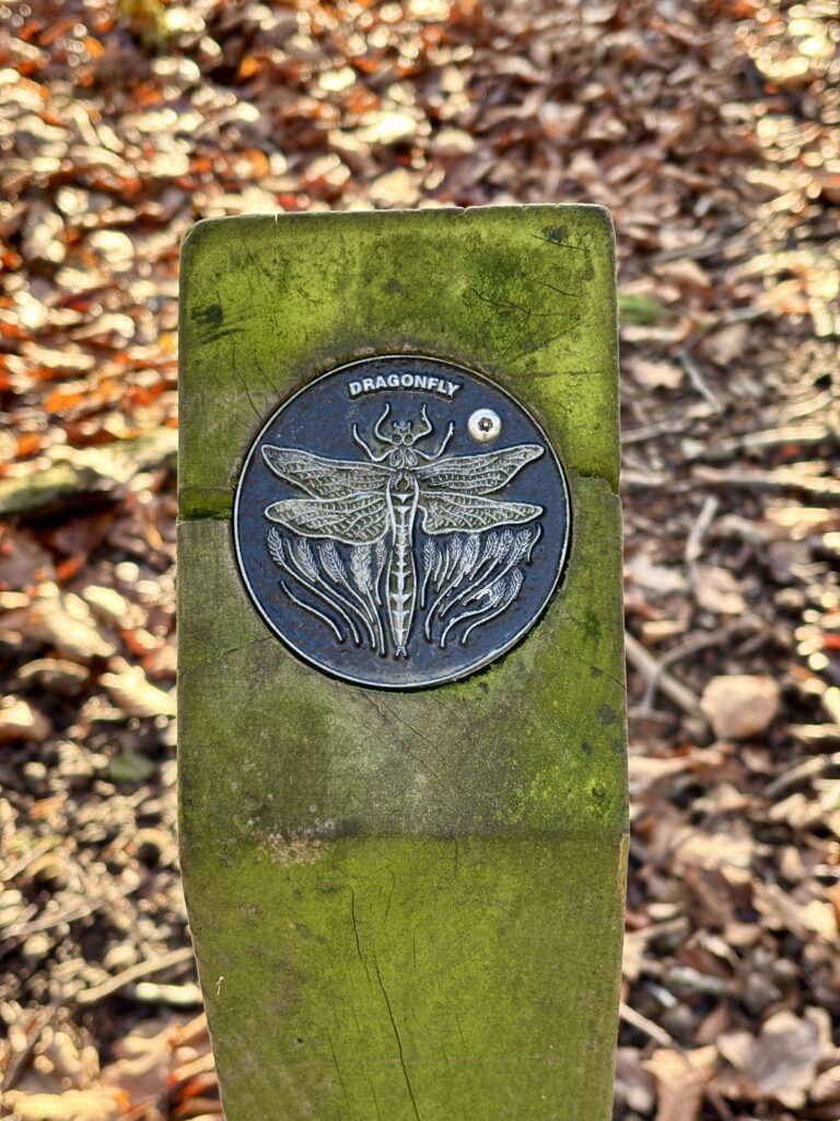 A dragonfly brass rubbing in the woodland trail at Northumberlandia