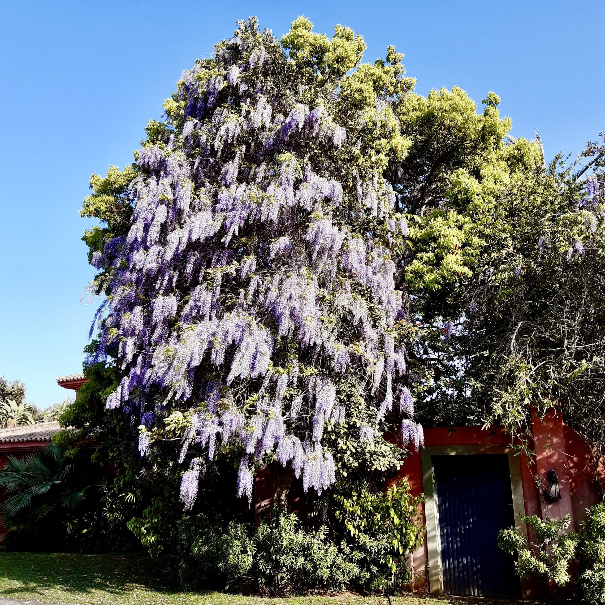 A large wisteria tree in bloom