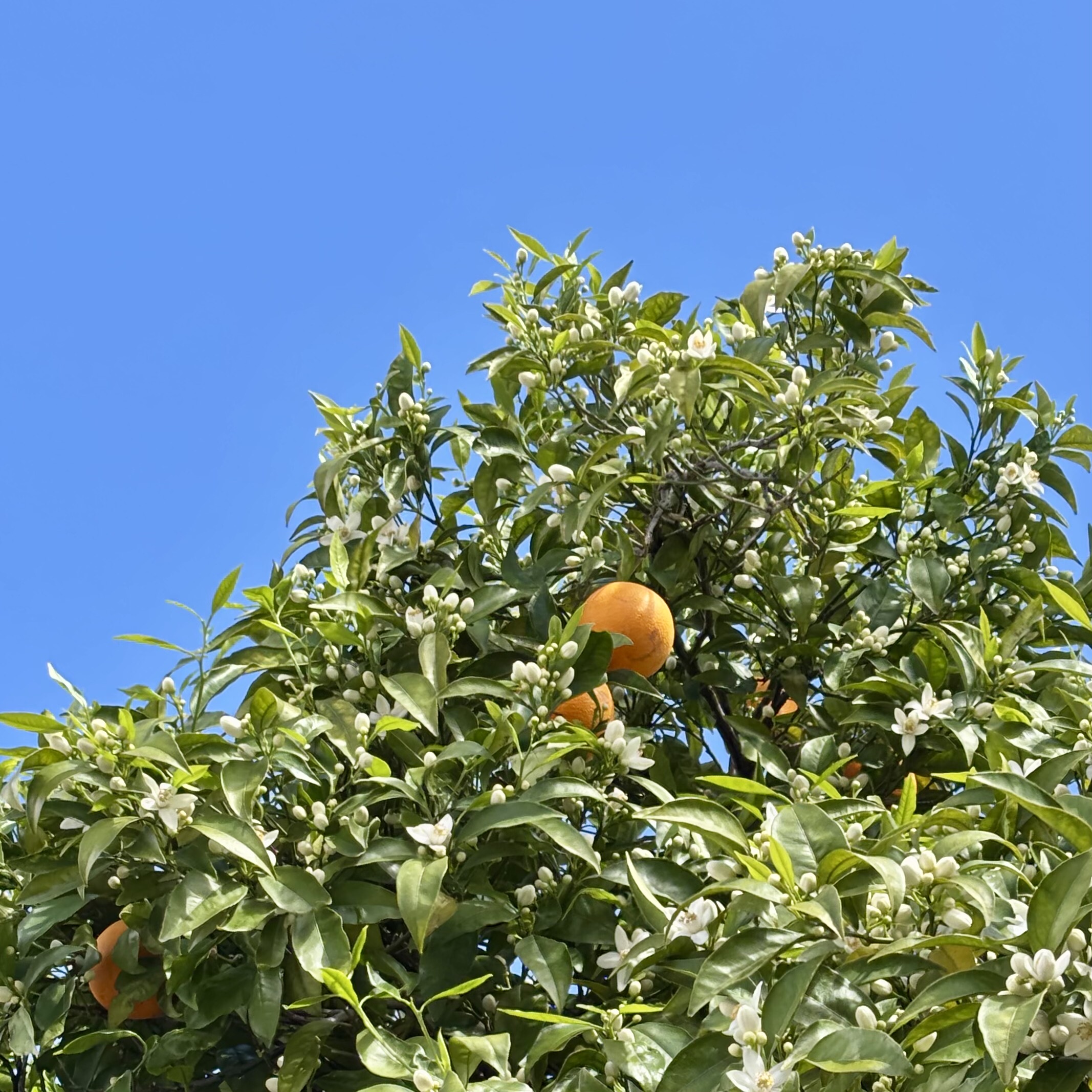 A tree with oranges and orange blossom flowers