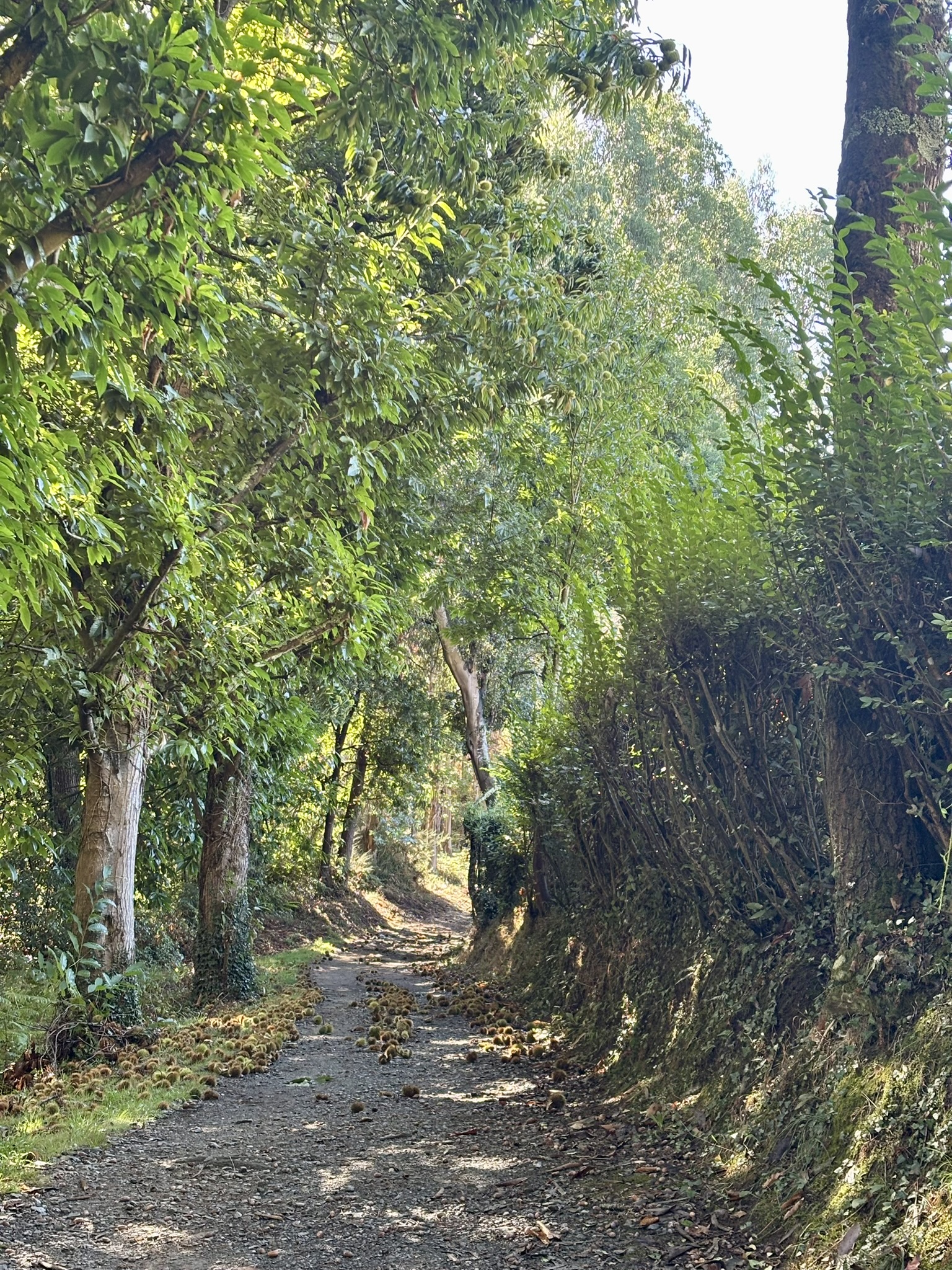 A stoney path shaded by trees on the Camino Inglés