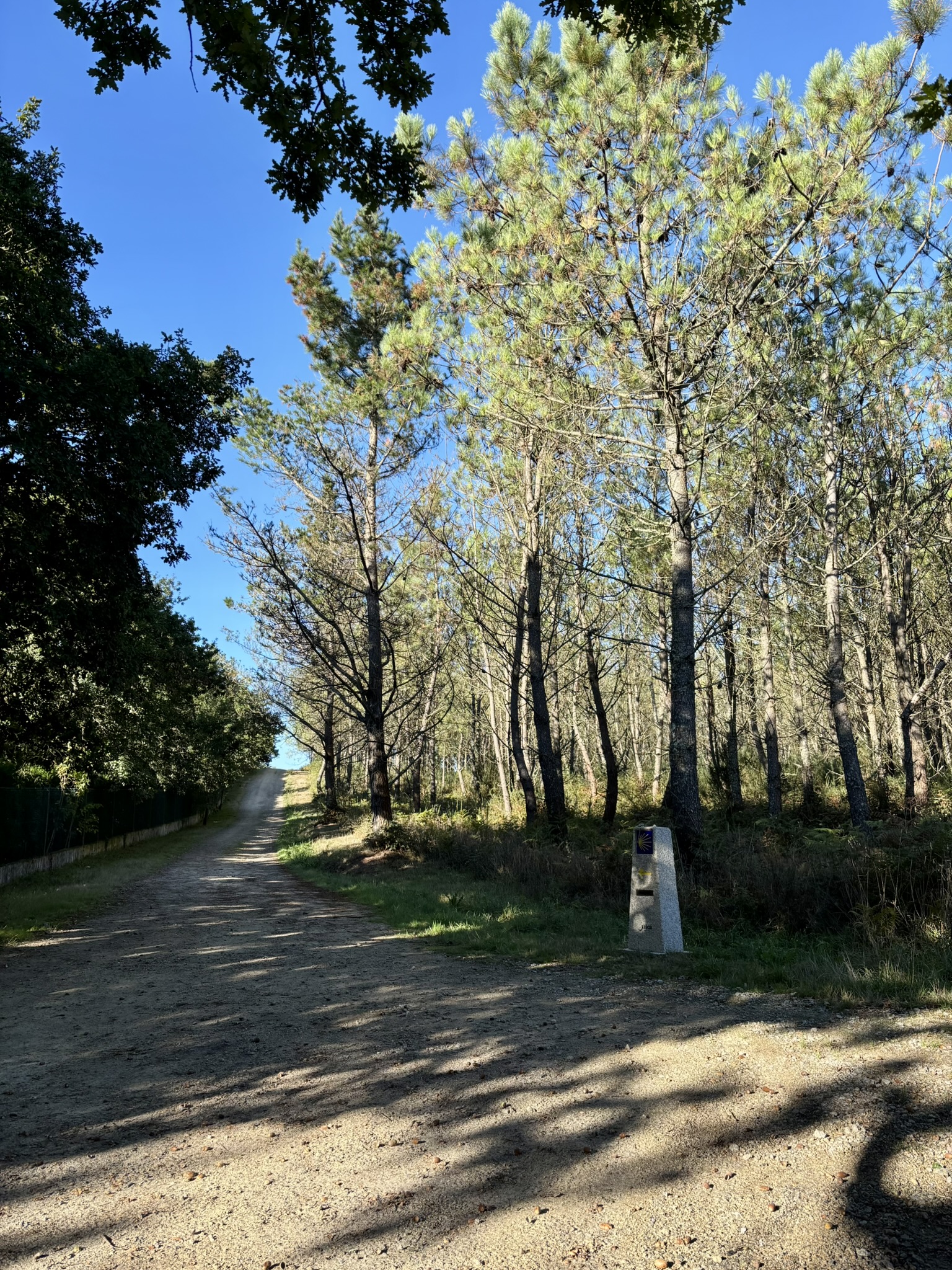 A camino way marker next to a cobbled path on the edge of a forest on the Camino Inglés
